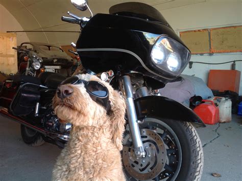 Lucy In Doggles Ready To Ride Goldendoodle Riding Lucy