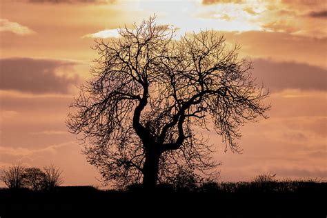 Lone Tree At Sunset Photograph By John Stoves
