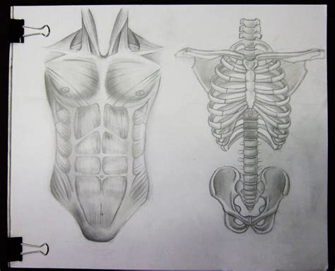Torso Anatomy Human Anatomy Lab Muscles Of The Torso Male Arm And