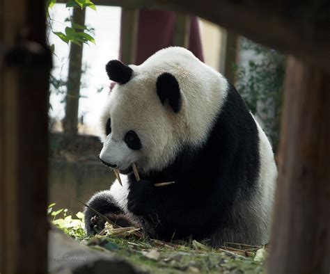 Chengdu Panda Rescue Base Matts Asia Travels