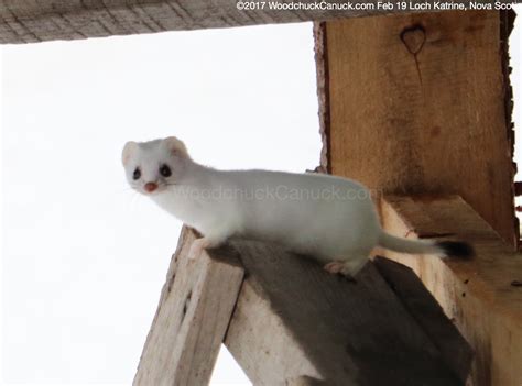 Ermine Or Weasel Or Stoat