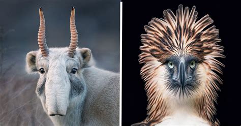 Photographer Spends 2 Years Photographing Animals That May Be Extinct