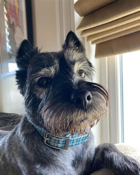 Dog Beards For The Win Cairn Terrier Terrier Dogs