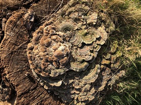 Fungus Growing On Dead Tree Stump Fungi Lab