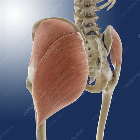 Buttock Muscles Artwork Stock Image C0134419 Science Photo Library