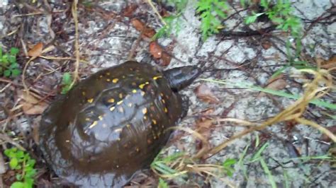 Gulf coast box turtles have a domed shell which can grow to 8 inches in shell length. A Gulf Coast Box Turtle Seeks Protection under River ...
