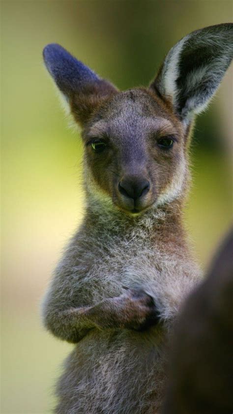 Young Australia Kangaroo Kangaroo Australia Kangaroo