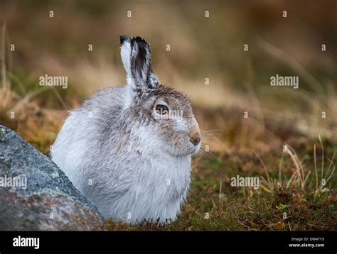 Scottish Mountain Hares Hi Res Stock Photography And Images Alamy