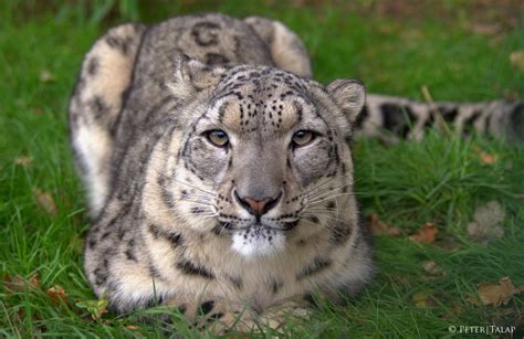 Snow Leopard One Of The Rarest Big Wild Cats In The World