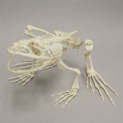 Real Giant Slippery Frog Skeleton Skulls Unlimited International Inc