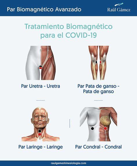 Pin En Biomagnetismo