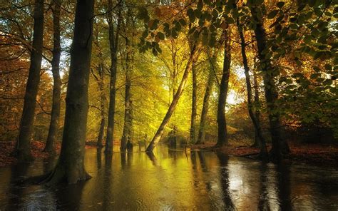 Hintergrundbilder Sonnenlicht Bäume Landschaft Wald Fallen