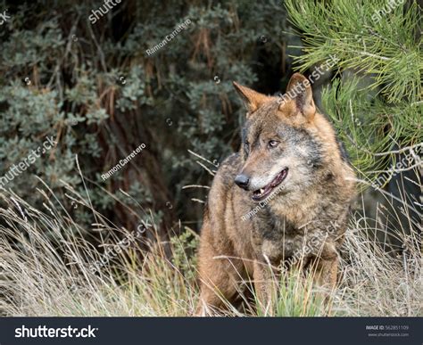 Male Iberian Wolf Canis Lupus Signatus Stock Photo 562851109 Shutterstock