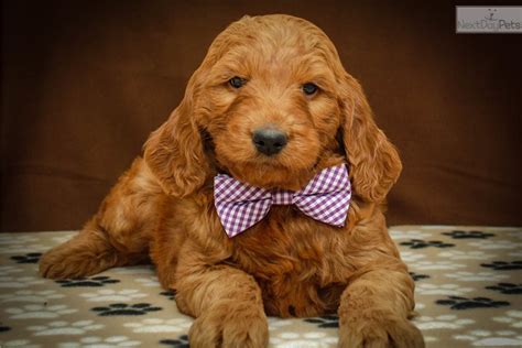 We are more aware of what we are feeding ourselves and our pets too. Emma: Goldendoodle puppy for sale near Columbus, Ohio ...