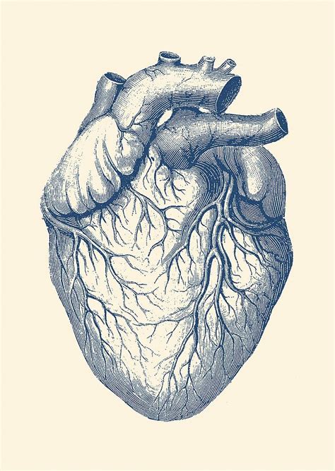 Human Heart Vintage Medical Drawing By Vintage Anatomy Prints