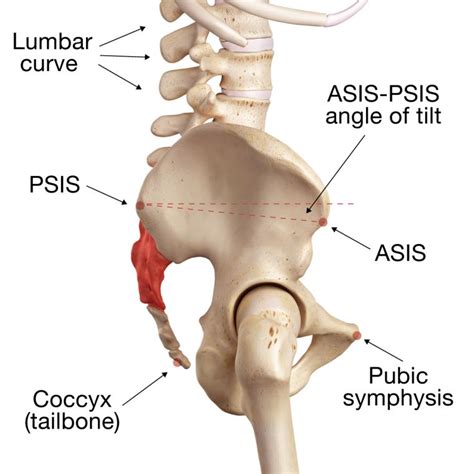There are many organs that sit in the pelvis, including much of the urinary system, and lots of the male or female reproductive systems. Finding "Neutral": The Ideal Pelvic Tilt in Mountain Pose