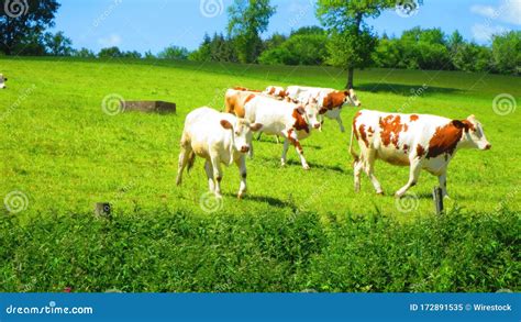 Group Of White And Brown Cows Roaming On A Lush Green Field Stock Image