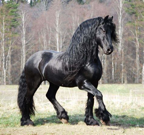 3 Friesian Horse Colors Which Color Do You Like The Most