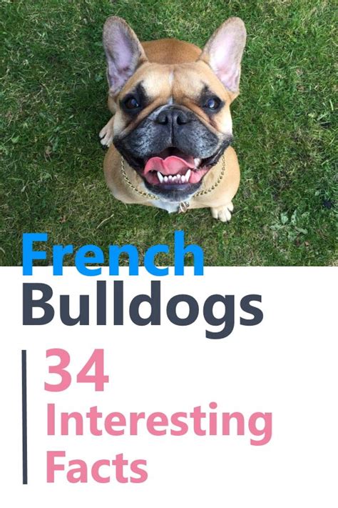 34 Facts About French Bulldogs Artofit