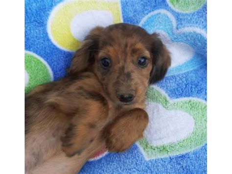 Mum is our beloved family pet and can be viewed with her pups she is adorable and is one of the most gentle and loving dogs. 5 dachshund puppies for sale in Springfield, Missouri ...