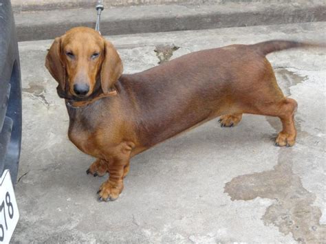Dachshunds come in three coat types smooth, longhair, wire and also in two sizes, miniature and standard. Dachshund Standard ( Long, Smooth & Wire Haired) Puppies ...