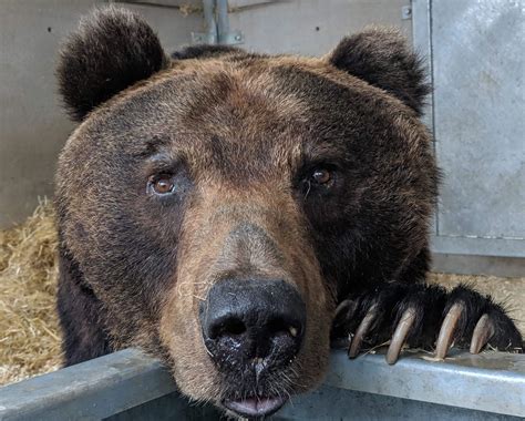 Brown Bear Care And Welfare In Japan Wild Welfare