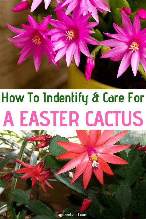 Easter Cactus Spring Cactus Care Guide 2023 Artofit