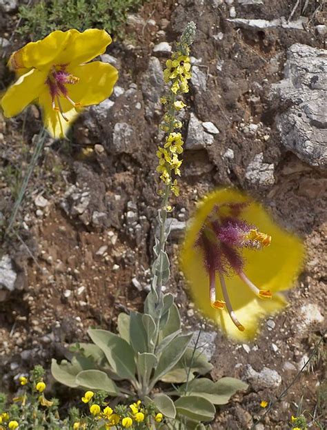 Flickriver Photoset Flora And Fauna Andalusia Karl Hauser By