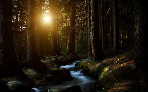 Sun Shining Into The Dark Forest Hd Wallpaper Background