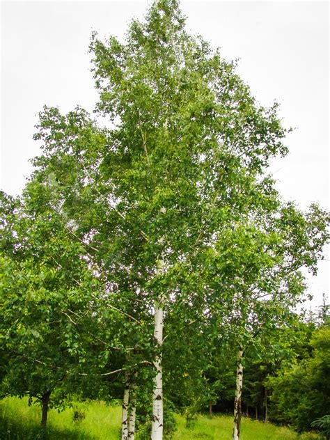 Birch Trees Buy Birch Trees Online With Free Sh The Tree Center