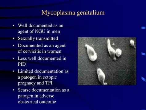 Ppt Mycoplasma Genitalium Powerpoint Presentation Free Download Id