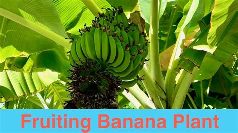 Fruiting Banana Plant Youtube