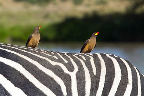 Best Zebra Bird Stock Photos Pictures And Royalty Free Images Istock