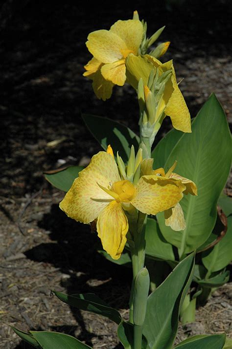 Tropical Yellow Canna Canna Tropical Yellow In Lafayette