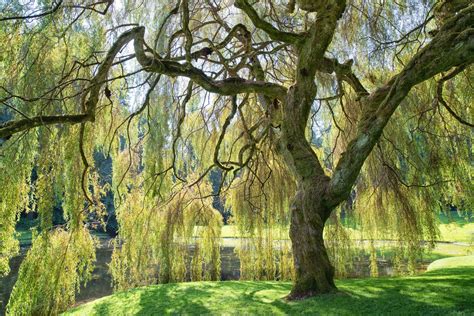 Weeping Willow Information Learn About Caring For A