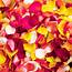 Beautiful Assorted Colors Of Rose Petals  GlobalRose