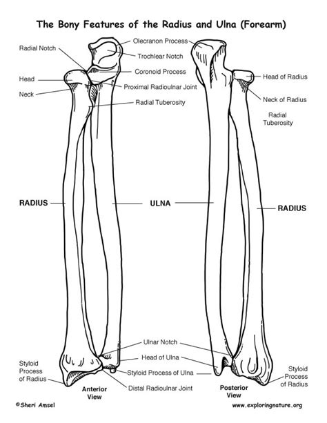 The distal extremity is prolonged into a blunt pointed styloid process of the ulna and articulates by a concave facet with ulnar carpal below and by a convex facet with the radius. Radius and Ulna (Forearm) - Bony Features