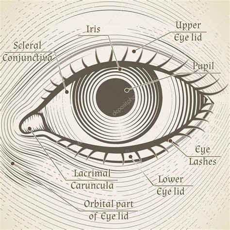 Vector Human Eye Etching With Captions Cornea Iris And Pupil Name