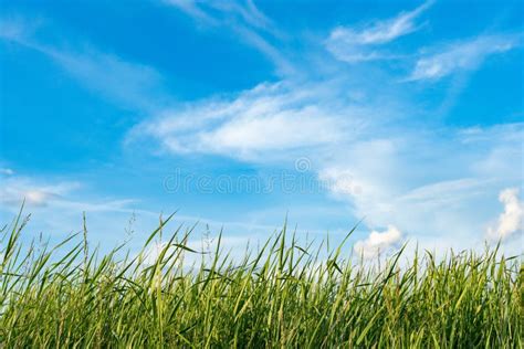 Natural Wild Green Grass And Blue Sky With Clouds Stock Image Image