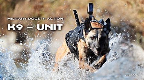 K9 Dog Units Military Dogs In Action Military Motivational Youtube