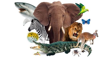 The Animal World The Animal Kingdom Dk Find Out