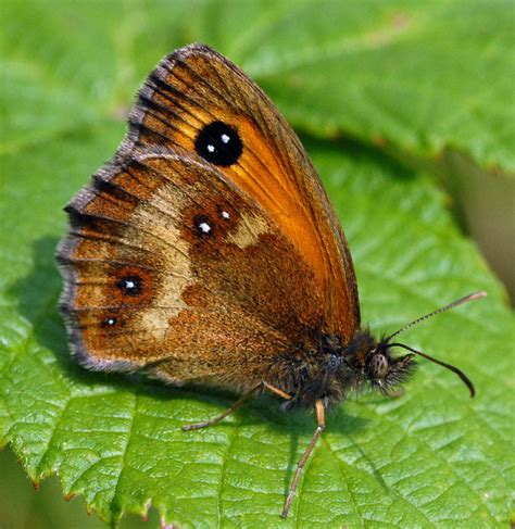 British Butterfly Pyronia Tithonus Gatekeeper Or Hedge Brown English Names