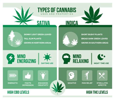 The Differences Between Indica Sativa And Hybrids And Why It Matters