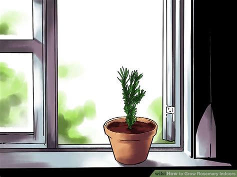 How To Grow Rosemary Indoors With Pictures Wikihow