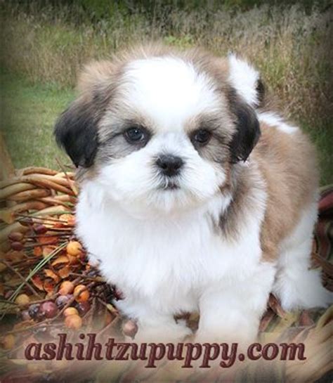 Bichon mix puppies for sale. Illinois Shih Tzu Puppies for sale by Shih Tzu Breeder ...