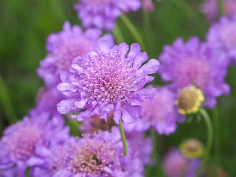 Pretty Mauve Scabious Flowers In A Summer Garden Stock Image Image Of