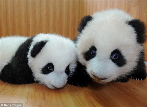 Twin Pandas Born In Chengdu China At Research Centre Daily Mail Online