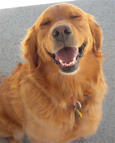Goldens Have The Best Smiles And Theyre So Happy All The Time