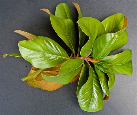 Maybe you would like to learn more about one of these? Southern Magnolia | Friends of the Urban Forest