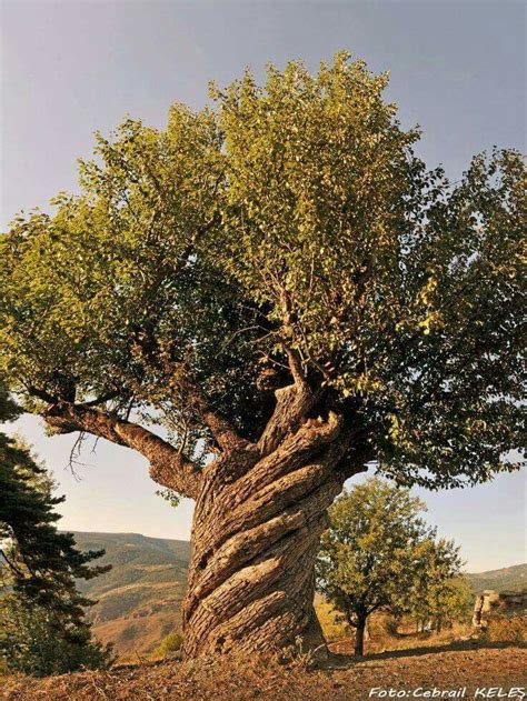 Pin By Jenny Stevens On Trees Weird Trees Nature Tree Amazing Nature